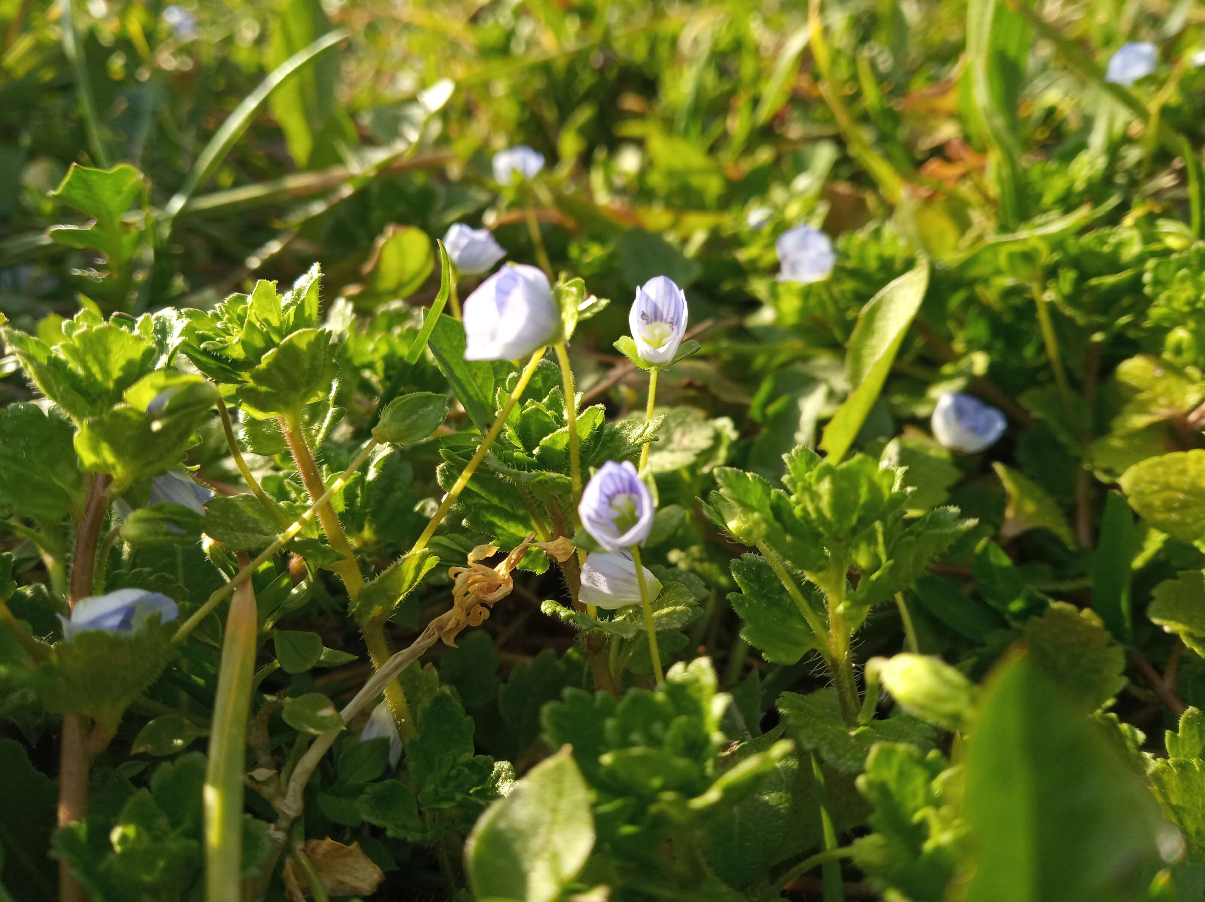 potočnica eorlicphoto 1