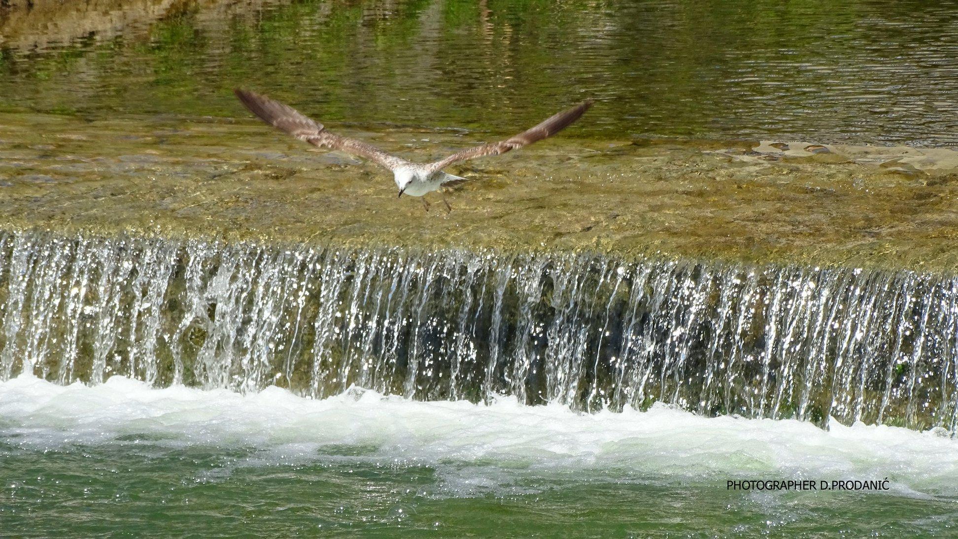 Dalibor Prodo Prodanić