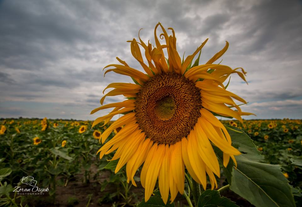 Sunflower